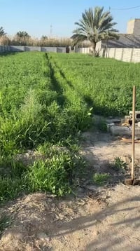 حي جبار • زراعي • ١٢٠٠م