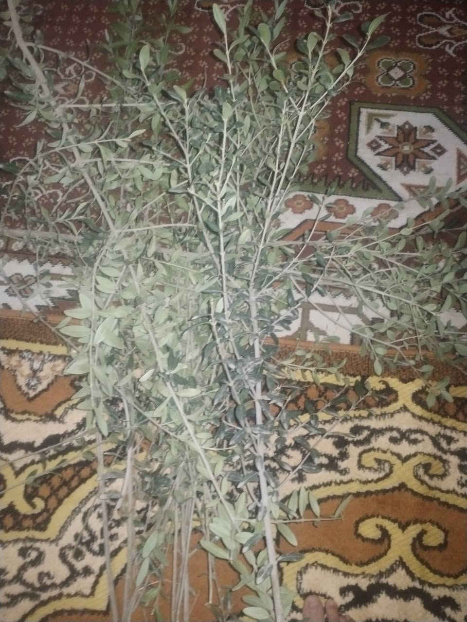 بسم الله الرحمن الرحيم 
حمله ميسان الخير 
الى روح سيدي مومولاي السيد الشهيد محمد محمد صادق الصدر قدس الله سره الشريف اقلام منوعه مجاني
اقلام منوعه 
اقلام جهنمي ابيض 
اقلام جهنمي احمر فاتح 
اقلام تكي عراقي 
اقلام تكي كندي 
اقلام زيتون
اقلام ورد جوري عراقي سلطاني عطري
اقلام ورد جوري ايطالي 
اقلام ورد الميناء
اقلام ورد رازقي عطري 
اقلام عنب 
بس ارجو منكم قراءة الفاتحه او الدعاء الى روح سيدي مومولاي السيد الشهيد محمد محمد صادق الصدر قدس الله سره الشريف 
مشتل الزهراء في ميسان ع العماره بستان دور النفط شارع مقبره الصابئه قرب جملونات بيت العنتاكي للدواشك والحصران داخل الفرع 
***********
***********
