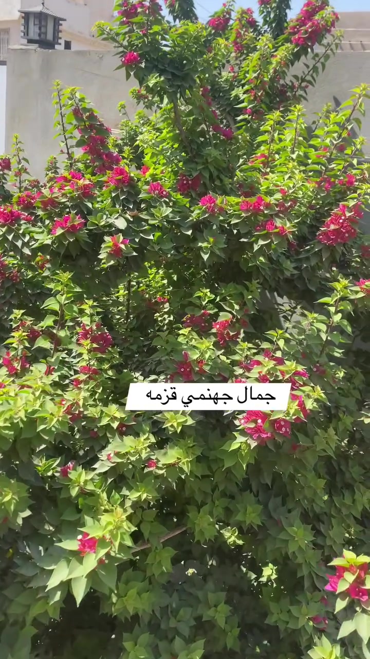 فلاح تنضيف الحدايق وزرع الورد وثيل وترتيب الرقم وتساب *********** #
