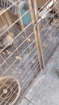 6 خانات • مربعة 50/50 • الامين الثانية