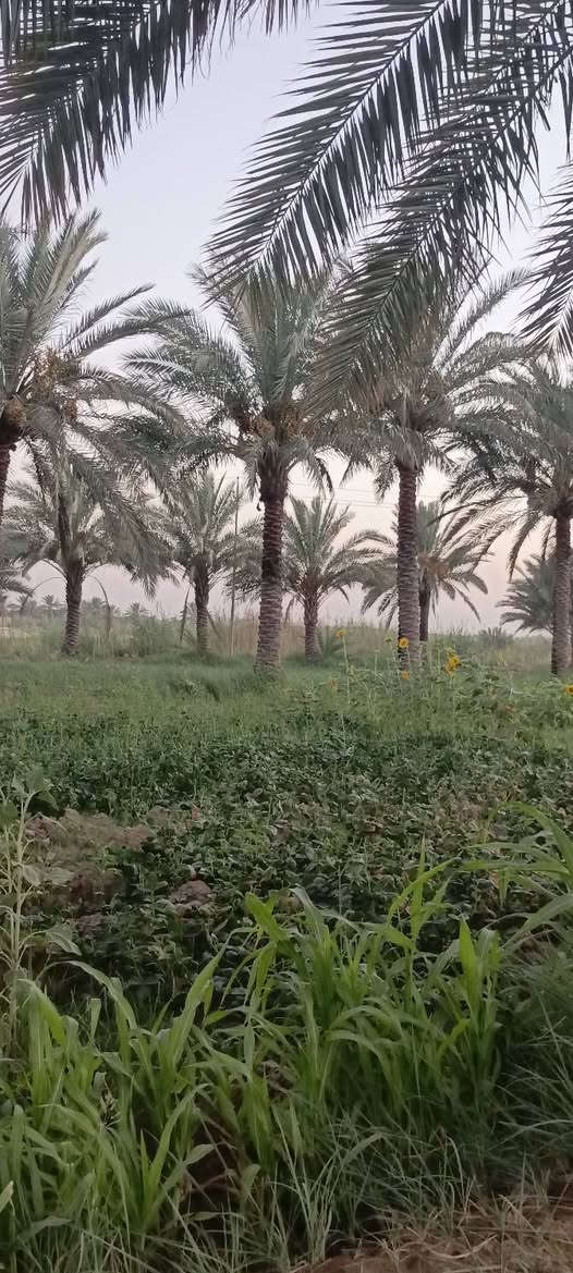 السلام عليكم للبيع مساحة ٤ دونم
مع كافة الخدمات متوفره تحويل سند ٢٥ بسم شخص واحد
عليه شارعين بدايت النيل قرب مخازن سيراميك مرجان
وطريق ثاني مقابيل كوين بارك وطب مسيجات وجاهزات يرهم مزرعة ومخازن وسكن بكيفك كلشي متوفر بيه
من يرغب بالشراء ينتصل ويدلل ***********/***********
تبعد عن مركز مدينة ١٠دقايق بلسياره 
تحياتي لكم اخوكم مالك السلطاني
