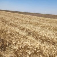 الصويره بدعه حمد • ١٠ دوانم • طابو سند ٢٥