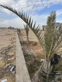 الرمادي مقابل المرور • ١٢٥٠م • ماء وكهرباء واصل