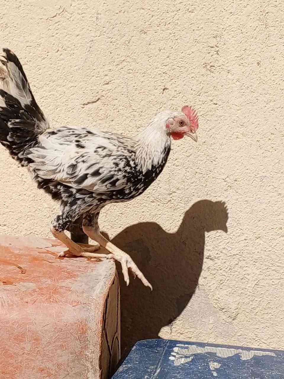 اللهم صل على محمد وآل محمد 🧿🥰
متاح متاح دجاجات دندراوي 5 +1
عمر 6 أشهر علا وجه مبياض
دجاج احلا من التصوير واخشن بلتصوير مابينات 
مفرد بسعر وشلع بسعر🥰🤍
مكان شطره الحولي 📌


**إذا كنت صاحب هذا الإعلان وتريد حذفه لأي سبب، رجاءا أرسل رسالة إلى الدعم الفني**