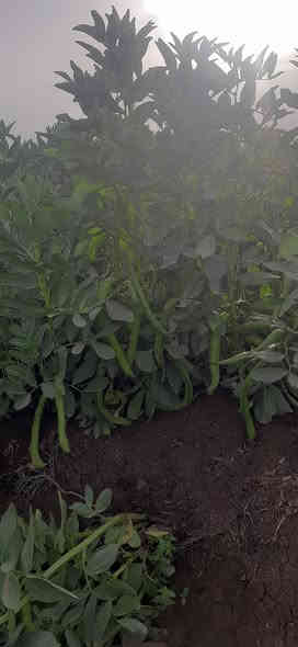 50 کیلۆ لەم تۆو پاقلەمان هەیە ، خۆمان تۆوەکەیمان گرتووە پاقلەیەکی زۆر جوانە ، کیلۆی 4 هەزار ، شوێن شارەزور....
