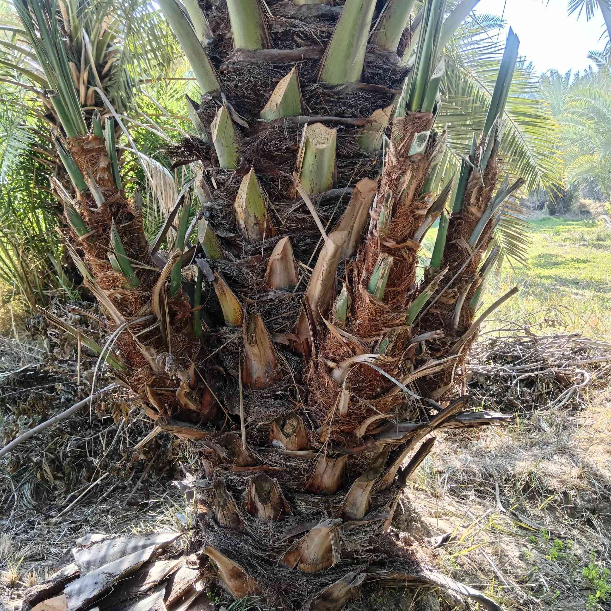 السلام عليكم يتوفر فسائل نخيل جمال الدين وتبرزل فسائل خشنه الستفسار ع رقم ***********
