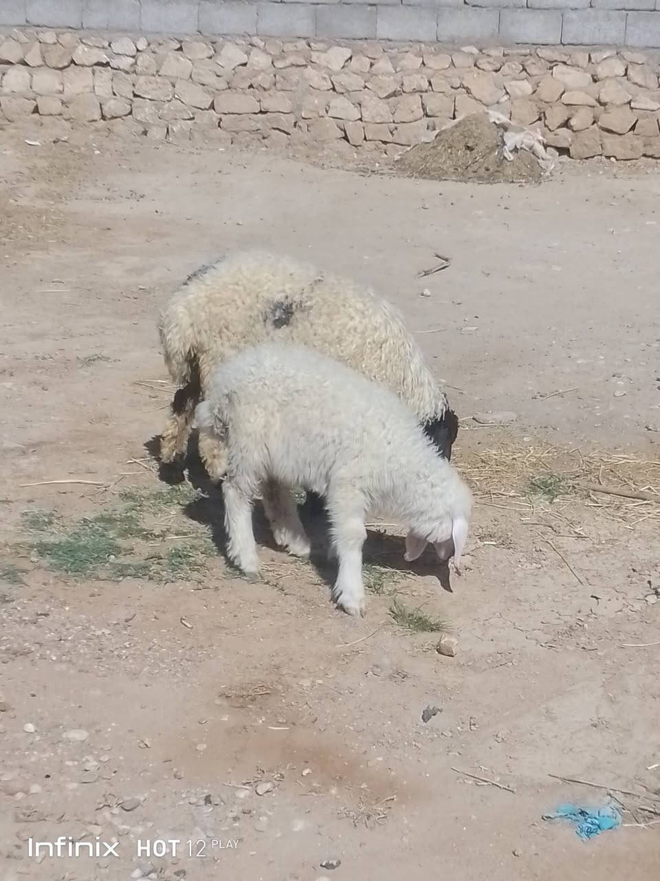 طلي وفطيمه الفطيمه خشنه وسمينه شرط النصاح السعر 440 السكن القائم الكرابله لتواصل***********
