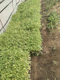 طماطة للبيع العدد 17 فلينه 07826234230