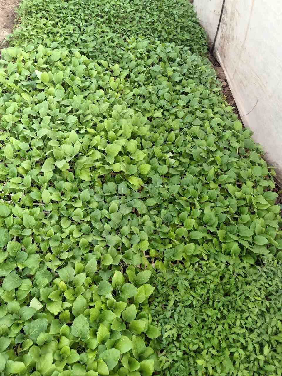 يوجد لدينا كافه  انواع الدايات بتنجان فلفل طماطه بذور جيده للاستفسار لاتصتل على ارقم ***********
