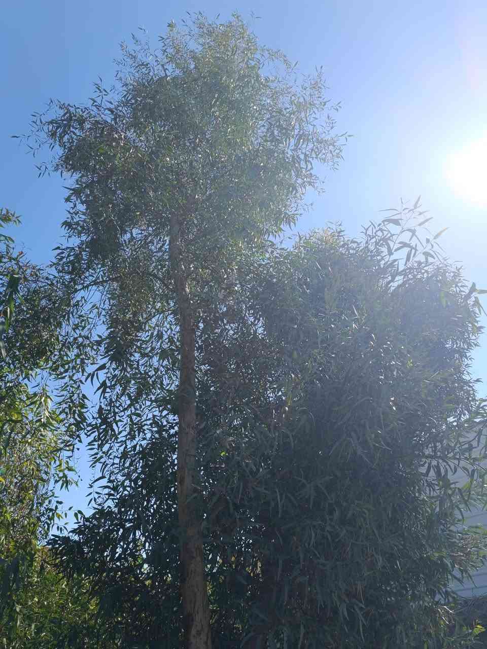 🌿🔥 فرصة لا تعوض – شتلات الكالبتوز الأصلية 🔥🌿

تعبت من الحر؟ الحشرات؟ أو حديقة بدون روح؟
الحل بين إيدك الآن 👇

🌳 شجرة الكالبتوز (Eucalyptus)
واحدة من أسرع الأشجار نمواً في العالم!

✔ نمو سريع جداً (تشوف فرق واضح خلال أشهر)
✔ ظل قوي يبرد المكان بشكل طبيعي 🌬️
✔ تساعد على طرد البعوض والحشرات 🦟
✔ تعطي شكل فاخر وحديث لحديقتك ✨
✔ مناسبة للبيوت، المزارع، والاستراحات

💰 استثمار ذكي أيضاً:
تنمو بسرعة وتصلح للاستخدام كخشب مستقبلاً

🎁 عرض خاص:
عند شراء 10 شتلات → تحصل على 2 مجاناً!

📞 للحجز والاستفسار: راسلنا خاص 
او اتصل على الرقم ***********
