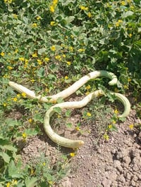 للبيع بذور طرح وبانيه للستفسار ب 07823588157