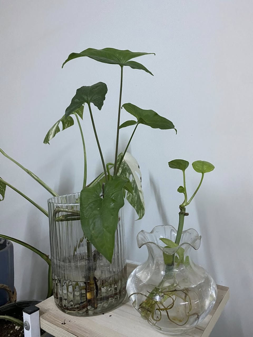 نباتات مائيه 🌿🪴🍀لعشاق الزراعه المائيه للطلب والاستفسار المراسله على الخاص


**إذا كنت صاحب هذا الإعلان وتريد حذفه لأي سبب، رجاءا أرسل رسالة إلى الدعم الفني**