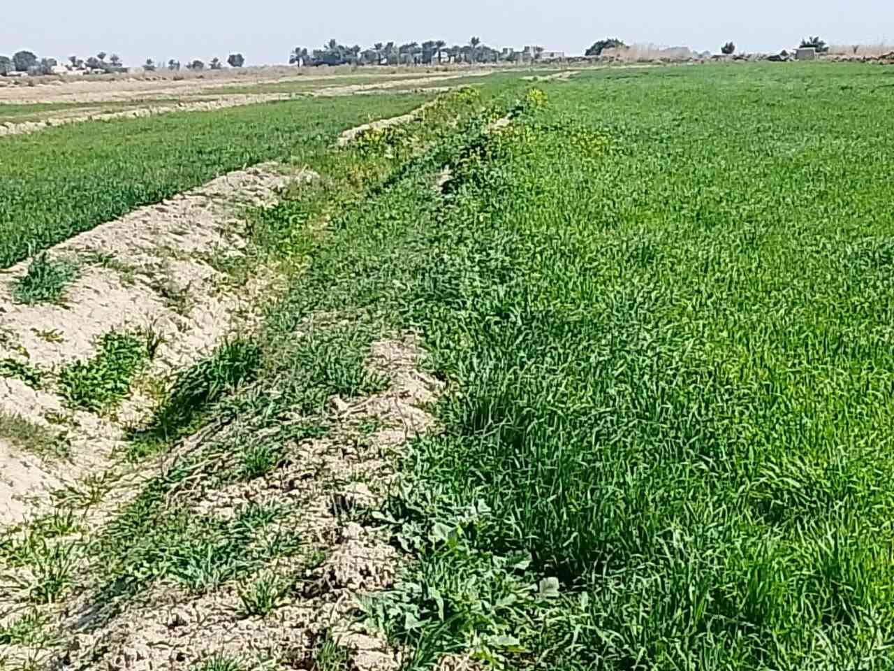 السلام عليكم 
شروها للبيع 40دونم 
المكان ذي قار قضاء النصر 
***********
