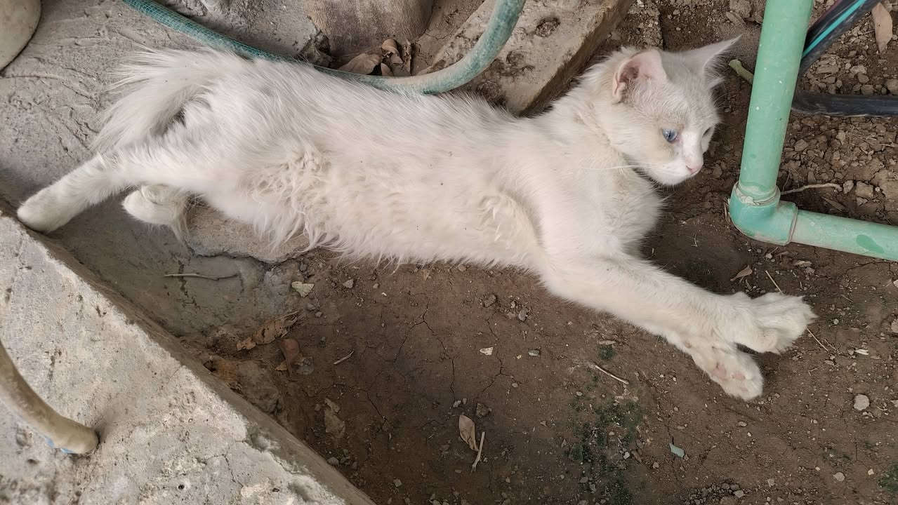 اخوان بابل نادر الاولى /// يمنا قط ابيض شعر طويل لكن ضعيف من تعب عيونه سمائي خطيه هوه يمنا بس والله عدنا قطط هواي  مهتمين بي حاليا


**إذا كنت صاحب هذا الإعلان وتريد حذفه لأي سبب، رجاءا أرسل رسالة إلى الدعم الفني**