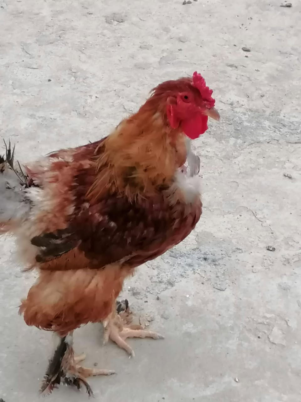 ديوكه للبيع سعر خاص


**إذا كنت صاحب هذا الإعلان وتريد حذفه لأي سبب، رجاءا أرسل رسالة إلى الدعم الفني**