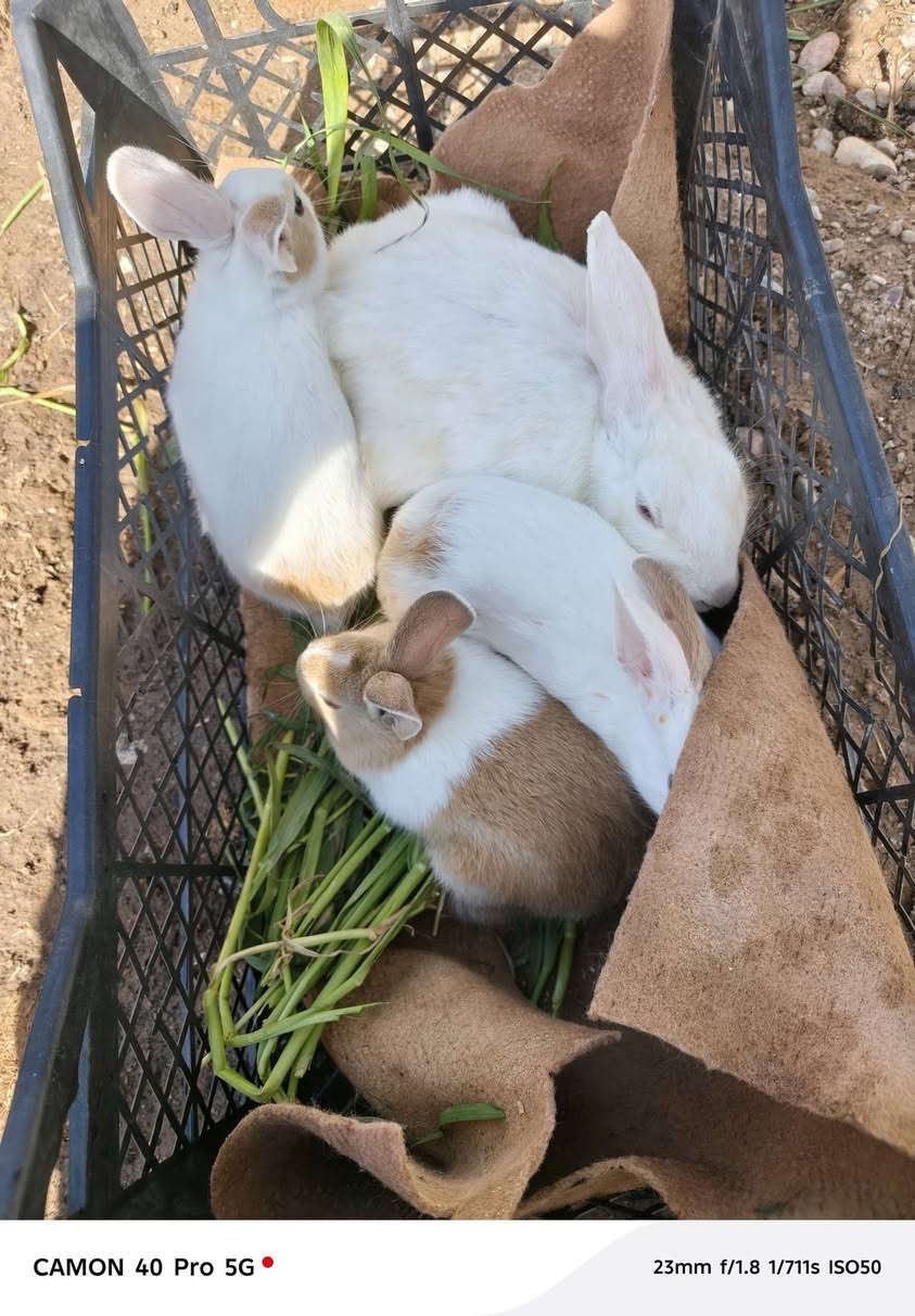 رانب للبيع 8فروخ واثنين اكبار وحدة تركيه والثانيه عراقيه ***********
