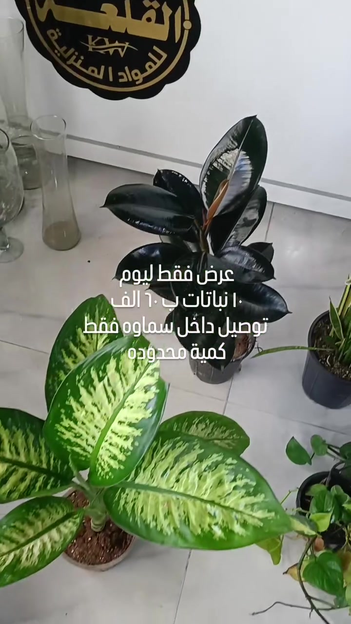 سنتر القلعه للمواد المنزليه♥️✅🤫💕 
توصيل لجميع محافظات العراق ❤️‍🔥🔥🙂‍↔️✅
العنوان السماوه حي الحسين مقابل حسينية الحجاري سنتر القلعه 

أوقات العمل من 8صباحا إلى 2 بعد منتصف ليل
#العراق_السعودية_قطر_الامارات_الكويت_البحرين_اليمن_الخليج_سوريا_مصر_لبنان_الجزائر_تونس_المغرب_قطر_دبي #اكسبلور #ترند #قهوة 
واتساب ***********
