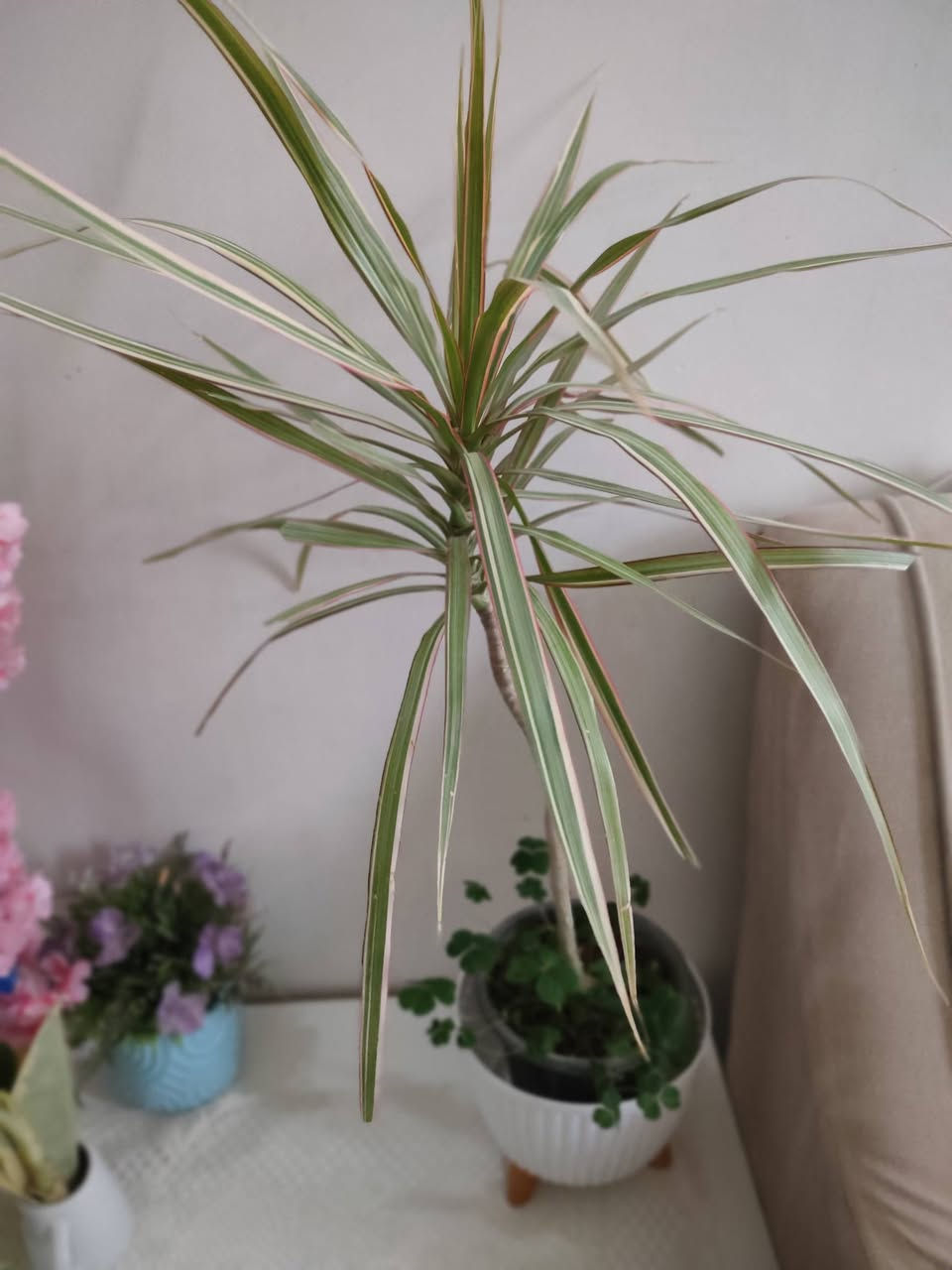 نباتات ضليه متوفرة 💚💚💚


**إذا كنت صاحب هذا الإعلان وتريد حذفه لأي سبب، رجاءا أرسل رسالة إلى الدعم الفني**