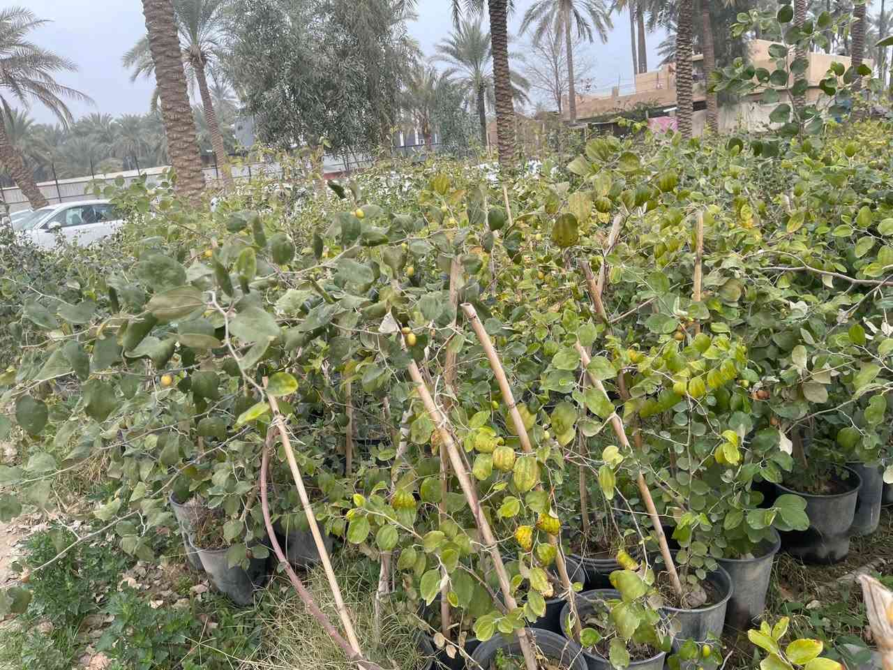 نبك مطعم 
نبك حشري 
سندان حجم كبير 29
يوجد جمله ومفرد يوجد توصيل داخل بغداد لطلب والاستفسار المراسلة خاص


**إذا كنت صاحب هذا الإعلان وتريد حذفه لأي سبب، رجاءا أرسل رسالة إلى الدعم الفني**