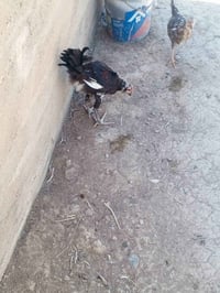 ديوك • ٥ أشهر • ملقح