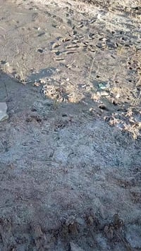 البندقيه • زراعي • ٢٠٠م