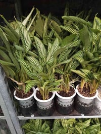 ياالله  متابعينا الاعزاء  توفرت تشكيلة مميزة وفريدة  ومختلفة من النبات...