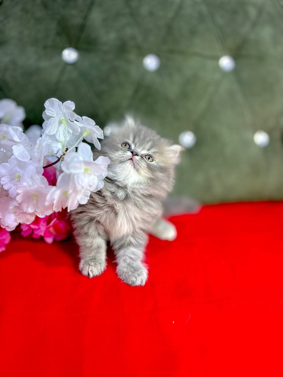 متوفر جميع انواع القطط 😍♥️وبصحه جيده ونضافه وشرط الفحص 😌عمر شهرين أطراف قصيره شعر كثيف 🫢وشرط لعوبات ومتعلمات على التر بوكس 🤍مكاني بصره واكو توصيل لجميع المحافظات للحجز والاستفسار وتساب 👇 *********** #قطط #سكوتش #قططي #شيرازي #حيوانات
