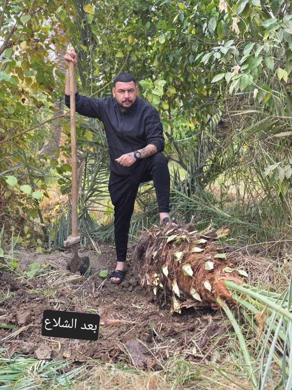 سلام عليكم ورحمة الله وبركاته
نعمل في قص النخيل ونبك ولقلنطوز /وحش الحدائق وتنظيف الحدائق🌴  🌳 عمل جيد وتكريب وكص التمر وتركيس وتلقيح النخل وشلع وزرع النخل وتظيف ونقل النخلة أو الشجرة بعد قصها إلى مكان بعيد عن المنزل... وكذلك تنظيف النخل وتقليم الكابرس.... الإتصال على هذا الرقم(*********** /***********) في خدمتكم أن شاء الله تعالى ومن الله التوفيق🤲🌴
