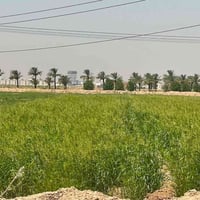 ٥دوانم • نزلت الفداء • ذرة