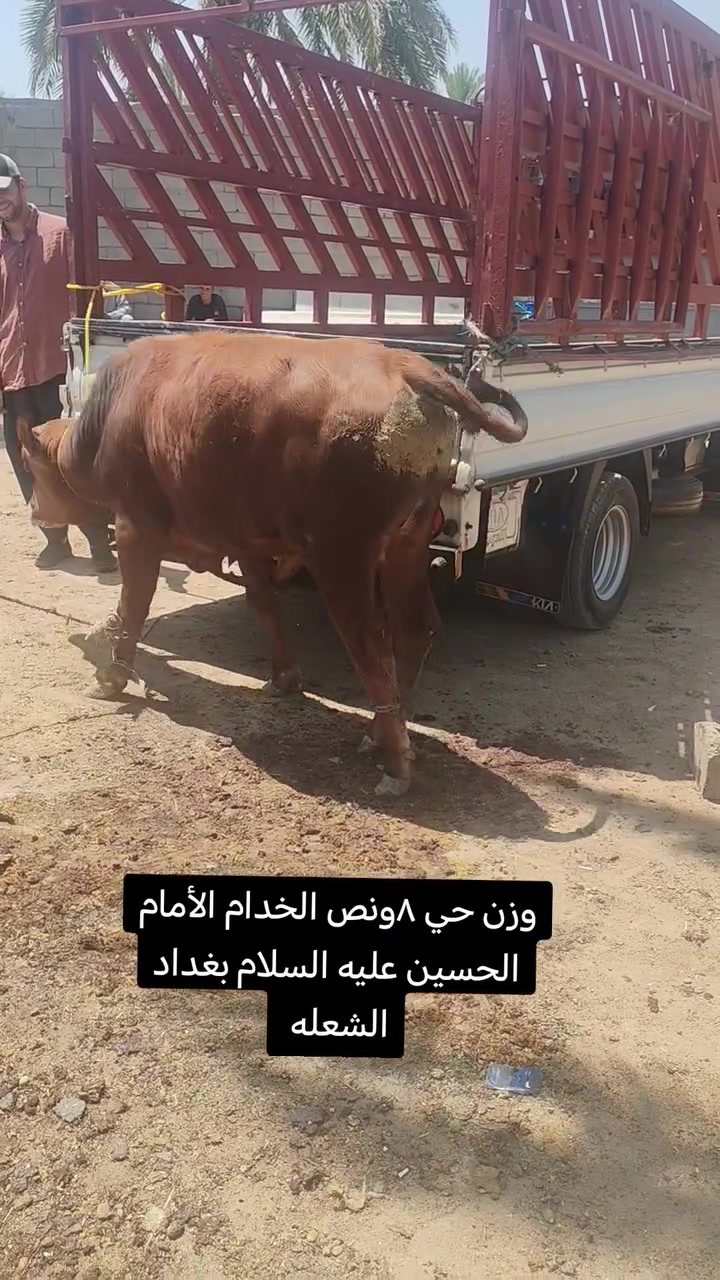 عجل عراقي رقم واحد ***********
#الجميع #الحسين #علي
