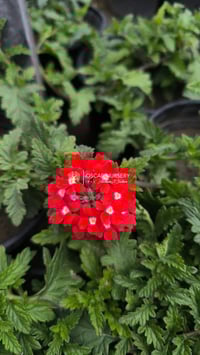 مشتل الأوسكار • نباتات متنوعة • توصيل النجف