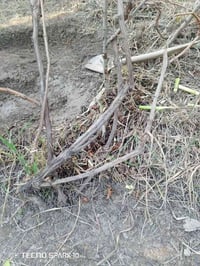 هروش عنب • ٣٥ • النجف الاشرف