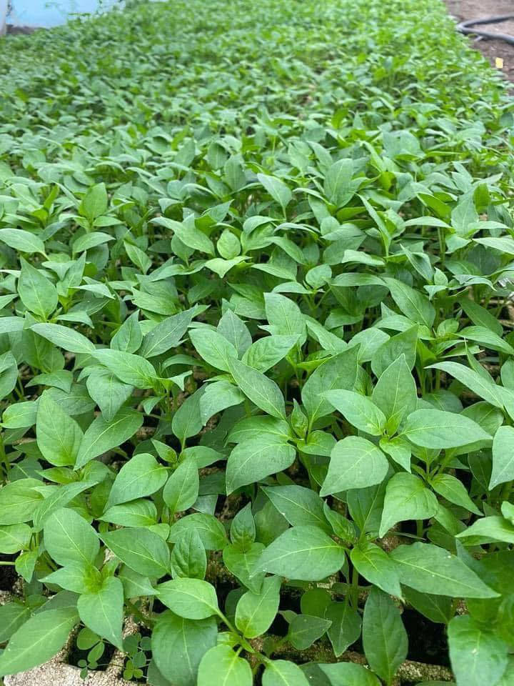 السلام عليكم
يتوفر لدينا كافة انواع الدايات بأسعار مناسبة جدا 

باذنجان  
فلفل بارد ، حار 
  طماطة 
كذالك يتوفر توصيل  للكميات لكافة المحافظات 

العنوان بابل - جبله - الحيدري 
للاستفسار 
***********
***********
