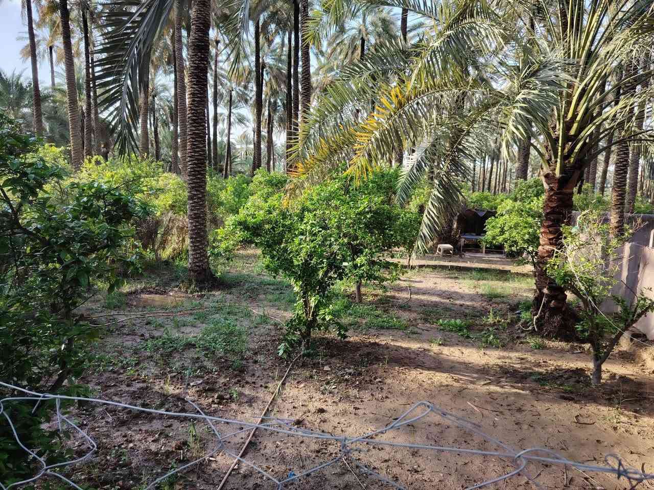 قطعة أرض ٣٠٠ م طابو صرف عثماني الوجه ١٤ والنزال ٢٣ جويميسه الشرقيه شارع بيت حسوني وصله ماء وكهرباء و تبليط للإستفسار اتصل ***********

