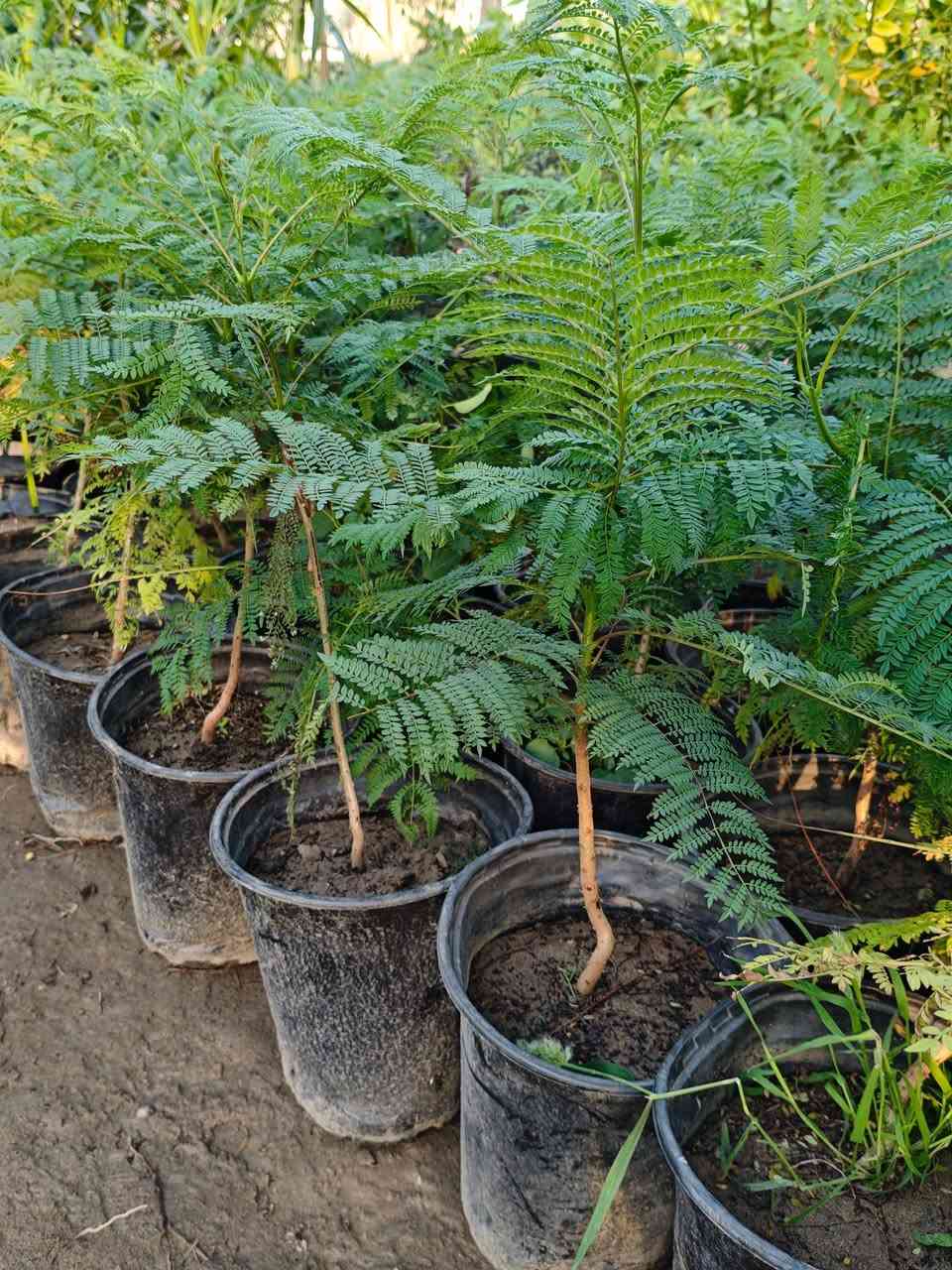 مشتل سلفينيا 🌿
توفرت شتلات جاكرندا بنفسجي (Jacaranda mimosifolia) 💜🌳

💰 السعر: 10 آلاف دينار
📏 الارتفاع: من 70 سم إلى متر تقريبًا
🚚 التوصيل: متوفر لجميع محافظات العراق

🌿 المواصفات:
من أجمل أشجار الزينة في العالم، تتميز بأوراقها الناعمة المشابهة للسرخس، ونموها مرتب وأنيق، وتعطي شكل فاخر جدًا للحدائق والبيوت والمزارع.

☀️ التحمل:
تتحمل الحرارة والأجواء العراقية بشكل جيد بعد التجذّر، وتحب الشمس المباشرة، ونموها يكون ممتاز بالأماكن المفتوحة.

💜 الإزهار:
تزهر بعناقيد بنفسجية ساحرة تلفت النظر بشكل قوي، وتخلي المكان مميز وفخم وقت الإزهار.

✨ الفوائد:
مناسبة للحدائق المنزلية، الأرصفة، الاستراحات والمزارع، تعطي ظل جميل مع الوقت وتزيد من جمال وقيمة المكان.
شتلات مختارة وصحية وجاهزة للزراعة 🌱🔥


**إذا كنت صاحب هذا الإعلان وتريد حذفه لأي سبب، رجاءا أرسل رسالة إلى الدعم الفني**