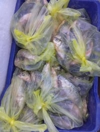 سمج كله تازه الحجز خاص يتوفر شخاط صيد الشط العنوان كميرة الجزيرة السيا...