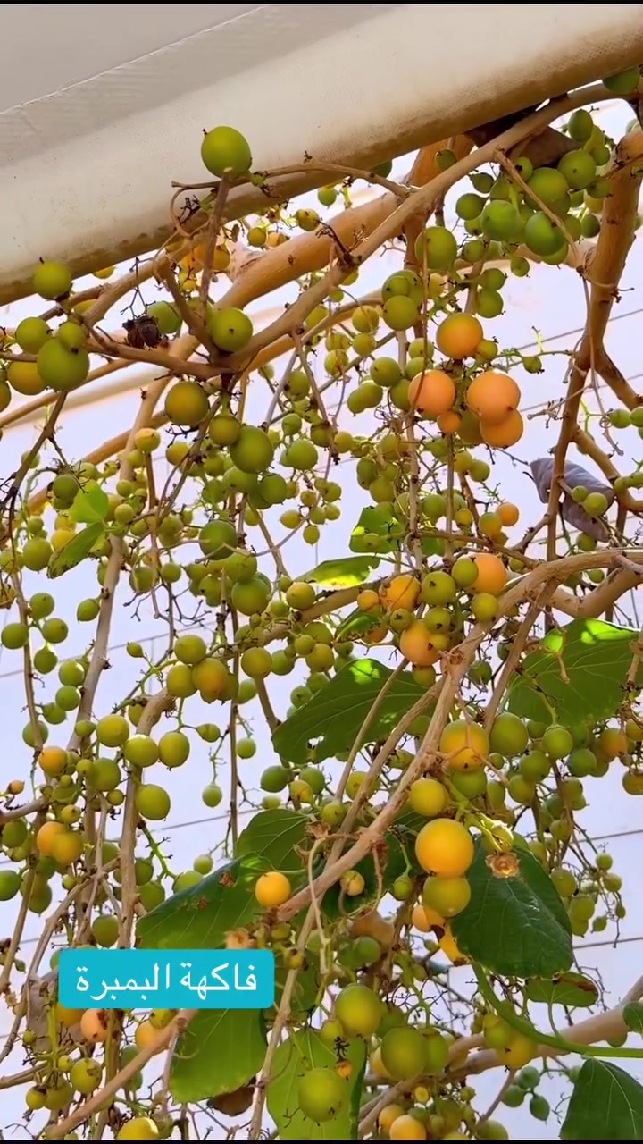 🌿 هل تعرف فاكهة البمبر؟ 🍈
البمبر من الأشجار المثمرة المميزة، تتميز بثمارها اللذيذة والغنية بالعناصر الغذائية، كما أنها شجرة جميلة تمنح الظل وتضفي لمسة رائعة على الحديقة.
إذا كنت تبحث عن شجرة تجمع بين الجمال والإنتاج، فالبمبر خيار يستحق التجربة. 🌳💚
📍 مشتل الظلال الموصل – القيارة – الحود – الشارع العام – مقابل الحود مول.
#مشتل_الظلال #البمبر #أشجار_مثمرة #زراعة #حدائق #الموصل #القيارة


**إذا كنت صاحب هذا الإعلان وتريد حذفه لأي سبب، رجاءا أرسل رسالة إلى الدعم الفني**