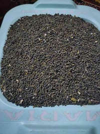 بذور باميه • درجه اولى • قضاء النصر