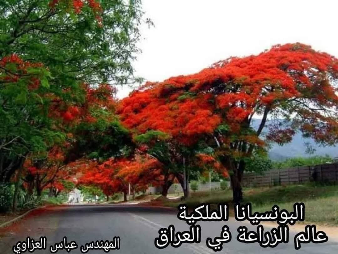 اللهم صل على محمد وآل محمد…
مشتل فدك 
يتوفر في مشاتلنا كافة انواع الاشجار الزينه والمثمره وبكميات كبيره واسعار مناسبه 
خصومات قويه للكميات  

يعني كلشي تريده موجود ولا تفكر بالفلوس

العنوان // ناصرية  طريق سوك الشيوخ الفضليه مشتل فدك 
***********
