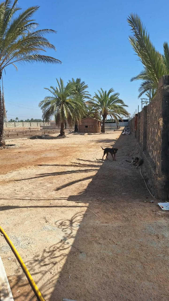 فرصة استثمارية استثنائية وعرض مميز جداً 🚨
أرض زراعية دونمين إل بيع.  كد (طابو زراعي) للبيع بموقع استراتيجي في الحيرة 🌴✨
​لكل الباحثين عن التميز، الاستثمار المضمون، أو إقامة المشاريع الكبرى (سياحية، صناعية، أو زراعية)، يقدم لكم مكتب الجنابي للعقار هذا العرض النادر:
​📍 الموقع والمميزات الجغرافية:
​الموقع: تقع الأرض على طريق الحولي (طريق أبو صخير - حيرة) في موقع حيوي ونشط.
​القرب من الشارع الرئيسي: تبعد 20 متراً فقط عن الحولي ولها شارع رئيسي خاص بها.
​التحصين: الأرض مسيجة بالكامل بالحجر، مما يمنحها خصوصية وأماناً عالياً.
​🏗️ البنية التحتية والمشاريع القائمة في الأرض:
​مشاريع جاهزة: تحتوي الأرض على حقول تربيه دواجن جاهزة وحقول للأغنام.
​ميزة مائية مميزة: توجد فيها بحيرة (تصلح للاستزراع السمكي أو كمعلم جمالي لمنتجع).
​الغطاء النباتي: الأرض مزروعة بـ أشجار النخيل.الاستفسار مراجعة مكتب الجنابي للعقار في المناذرة حي الزهراء قرب مدرسة المشرق العربي عمود93 أو الاتصال على الرقم التالي ***********
السعر خاص
