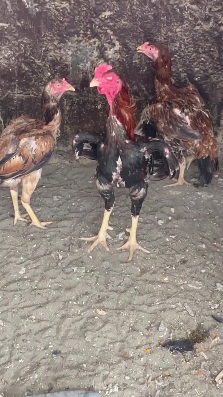 للبيع


**إذا كنت صاحب هذا الإعلان وتريد حذفه لأي سبب، رجاءا أرسل رسالة إلى الدعم الفني**