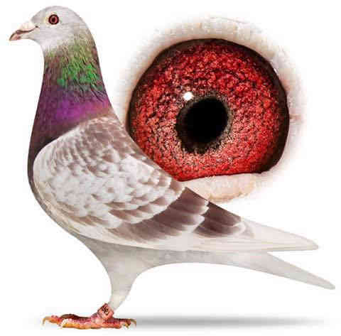 متاح
بغداد   حي   جميلة   
#لوفت_ألسعادةللانتاج 
***********  اتصال فقط 
بالتوفيق لصاحب النصيب
