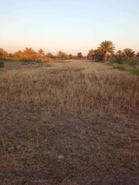٢٣٠٠م • طابو زراعي • واجهة ٢٥م