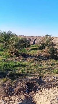 ارض زراعيه سند • الكرمه • ٢٥دونم