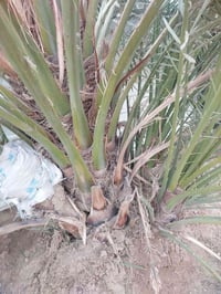 فسائل • برحي • شيخ حمد