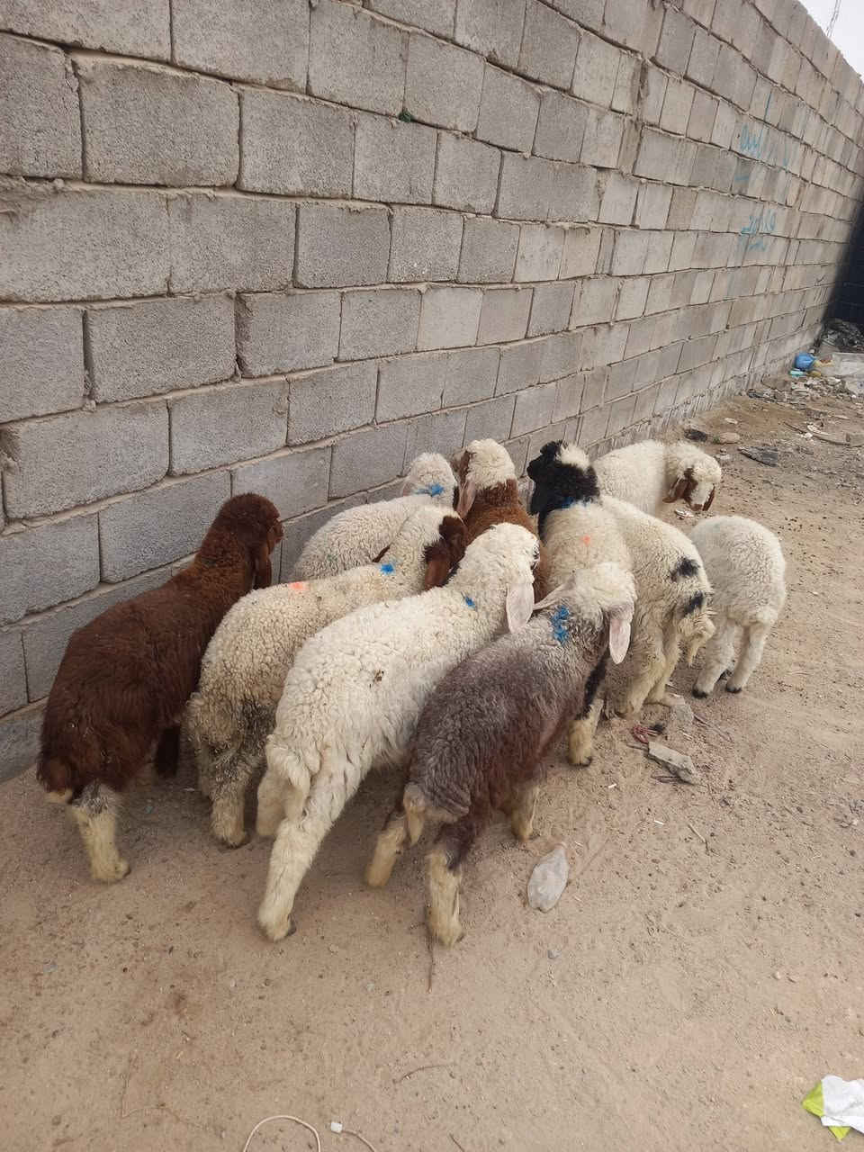 السلام عليكم طليان عدد 10 نص بنص طليان كلش حلوات وشرط الصحاة طليان مال رباط كلش حلوات ومناسبات سعر واحد ب180 عنواني بصره الزبير رقمي ***********
