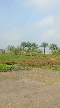 التاجي ذراع دجلة • ٥ دونم • فرصة استثمارية