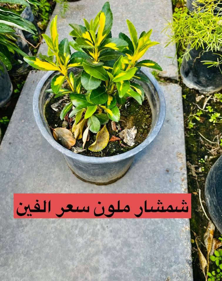 تتوفر جميع اشجار المثمره والزينه
مشمش المحمدي ومشمش القيسي
تفاح الاحمر والاصفر والشربي
كوجه خضره كربلائيه
الو اصفر و احمر
كاكي
فراوله🍓
تكي هندي اسود وابيض
تكي كندي
رمان الامريكي وندرفَل
تين العبيدي السعودي
تين السلطان الاسود
عرموط صيفي 🍐

برتقال
رورنج ونومي حامض
#سدرتفاح وسدر تفاح بصراوي
#سدر عرموط تايلندي
#الي ماعنده امكانيه يشتري شجره زينه او مثمره
يجي ياخدها مني بلاش بثواب الامام الحسين عليه السلام
عنوانا لقاسم  الجربوعيه
***********
