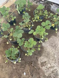 شتل شلكمان • گردو • كەلار