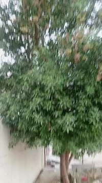 حي الزراعة • ٣٠٠م • غرفتين